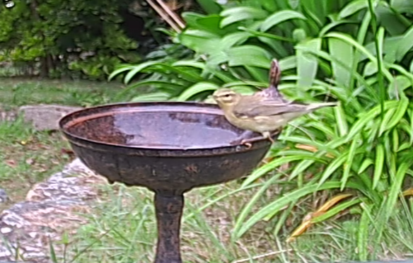 C mangeoire_27 p fitis.png