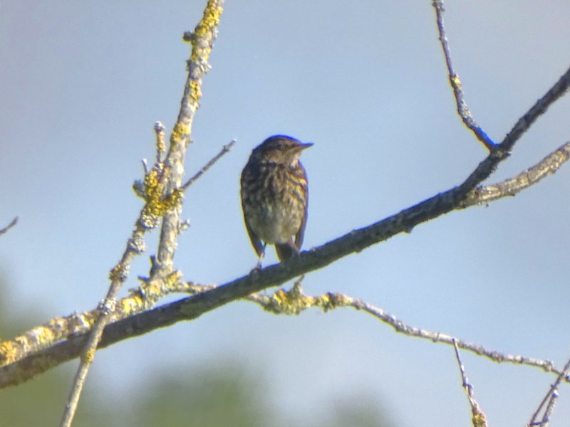 2024-07-11 Grive mauvis Saint-Vigor-d'Ymonville (2).JPG