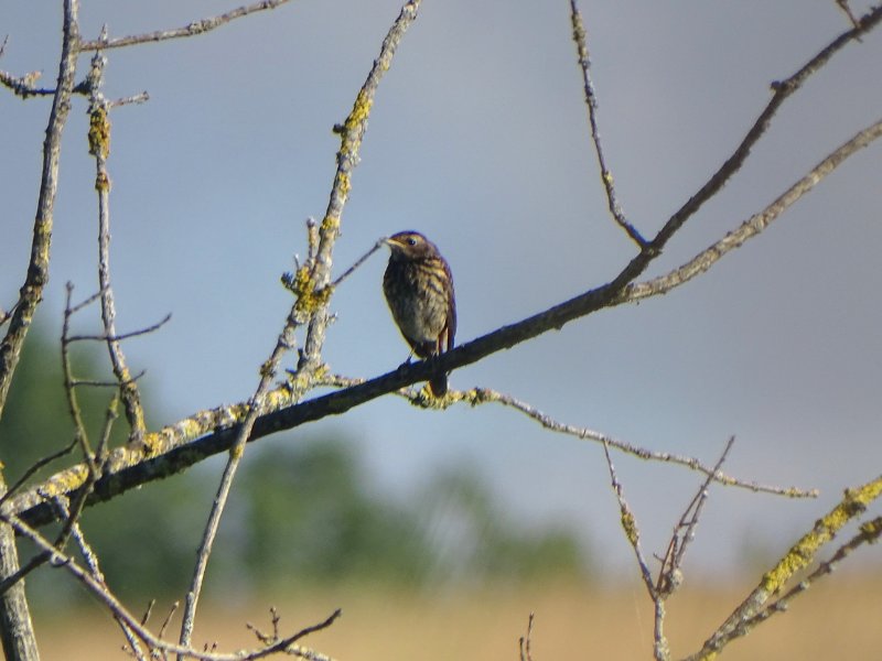 2024-07-11 Grive mauvis Saint-Vigor-d'Ymonville (1).JPG