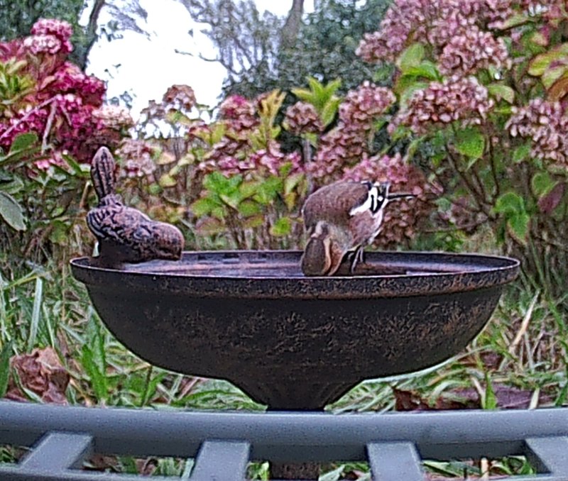 2025-1109-115619_000745 - Copie.JPG