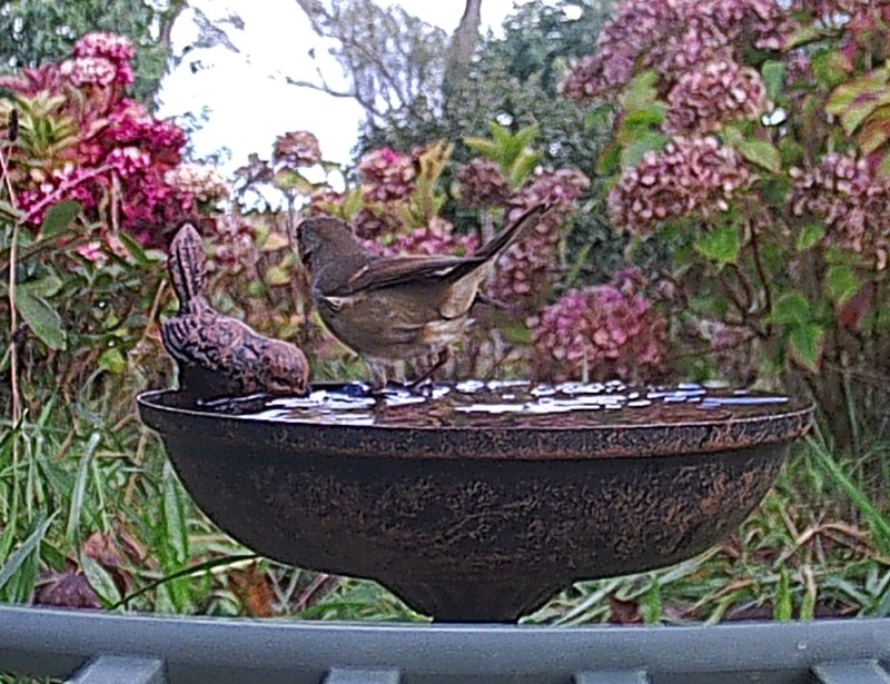 2025-1110-111752_002958 - Copie.JPG