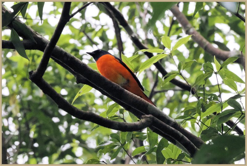 P8046422 minivet écarlate .JPG