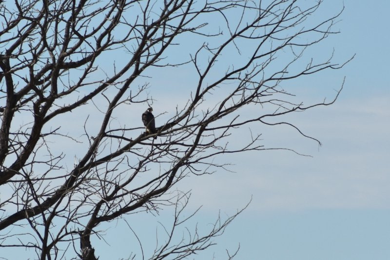Lanier peut-être DSC_0076.JPG