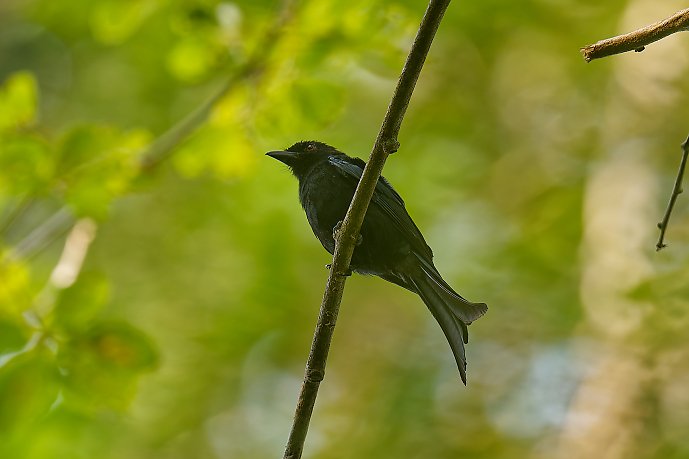 XXX Drogon modeste - Nyanga - 070925 A1_05278Réduit_DxO.jpg