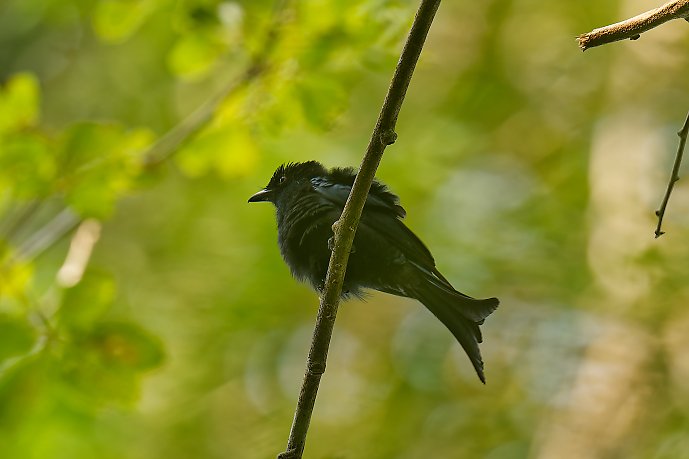 XXX Drongo modeste - Nyanga - 070925 A1_05300Réduit_DxO.jpg