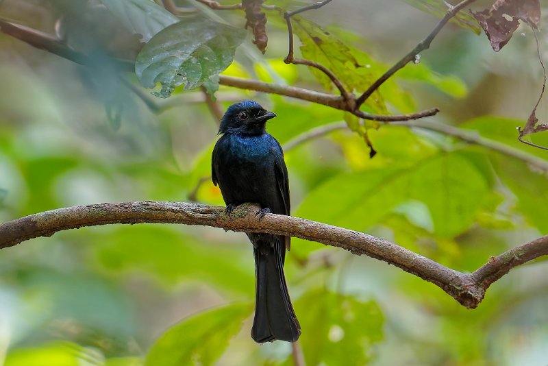 XXX Drogon - Nyanga - 070925 A1_05115Réduit_DxO.jpg