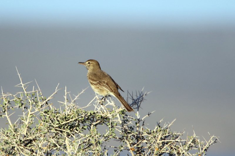 1 824A2662 copie.jpg