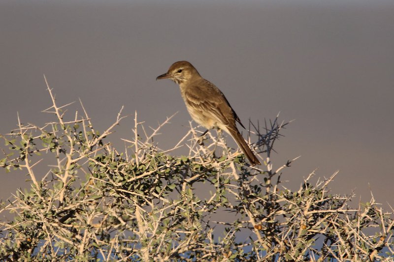 1 824A2661 copie.jpg