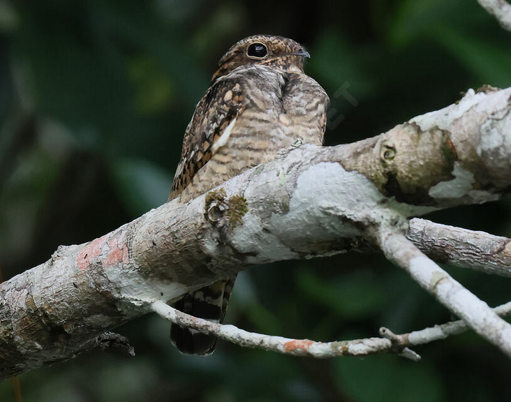 Engoulevent nov25 Taracoa.png