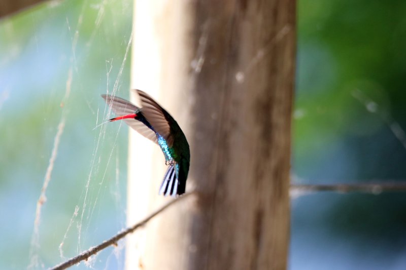 c 824A9931 copie.jpg