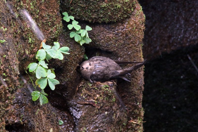 a 824A0313 copie.jpg