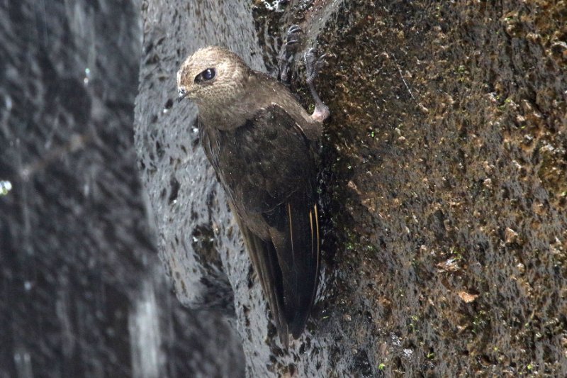 a 824A0310 copie.jpg