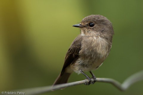 G. sombre Uganda.jpg