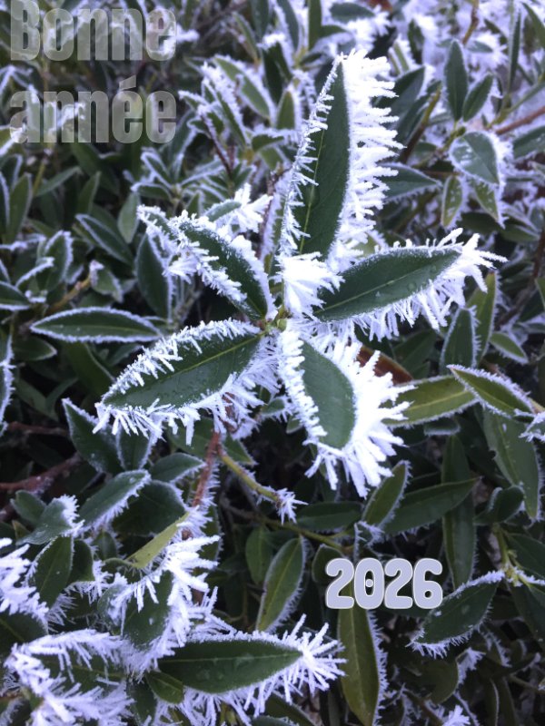 Carte voeux 2026.JPG