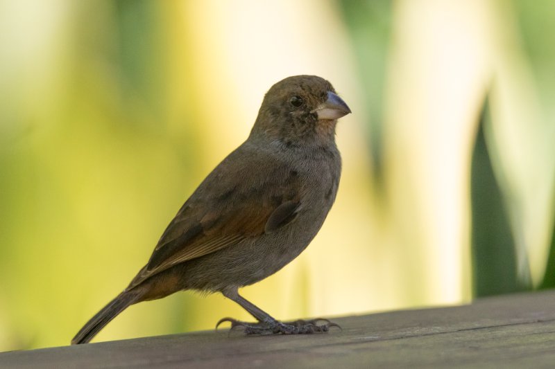 Moineau domestique.jpg