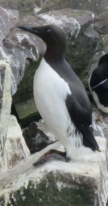 Iss8 123b - Guillemot.JPG