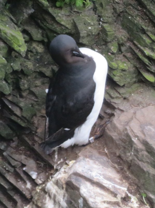 Iss8 106b - Quel guillemot.JPG