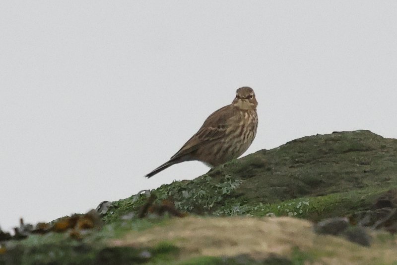 pipit sp ou ma.JPG