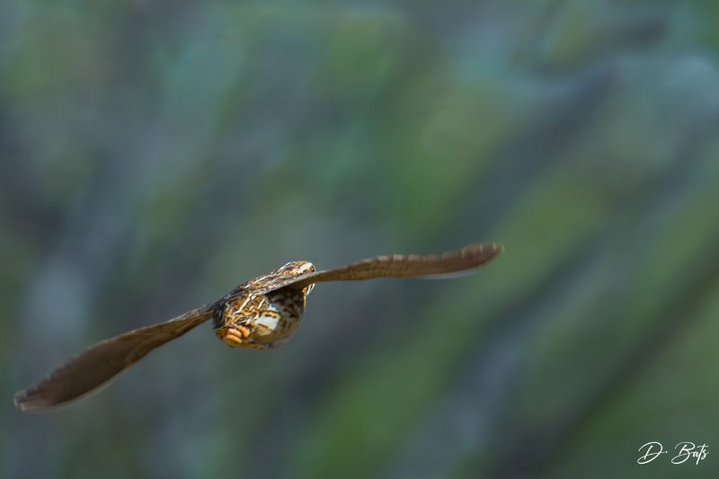 Caille des blés.jpg