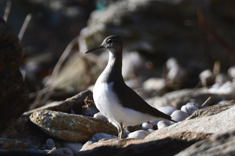 Photo 3 - Poulguen.JPG