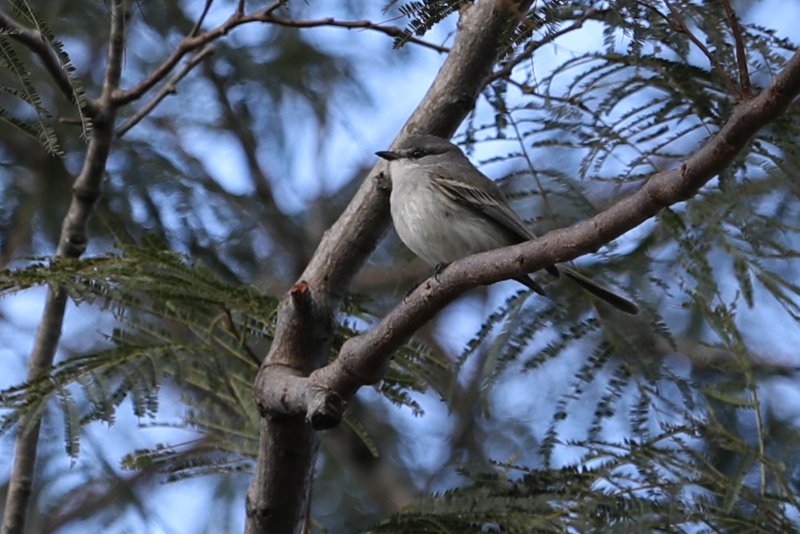 Tyrannulet_Loreto_20250806_7663.jpg