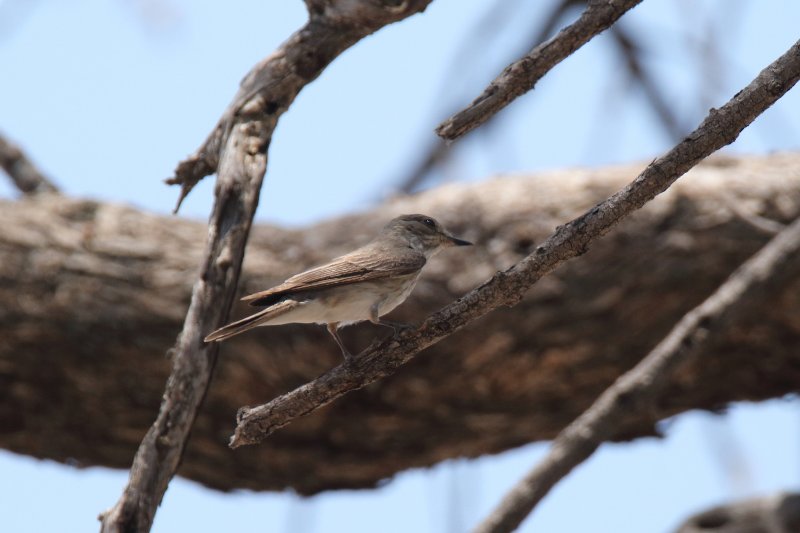 passereau - copie.jpg