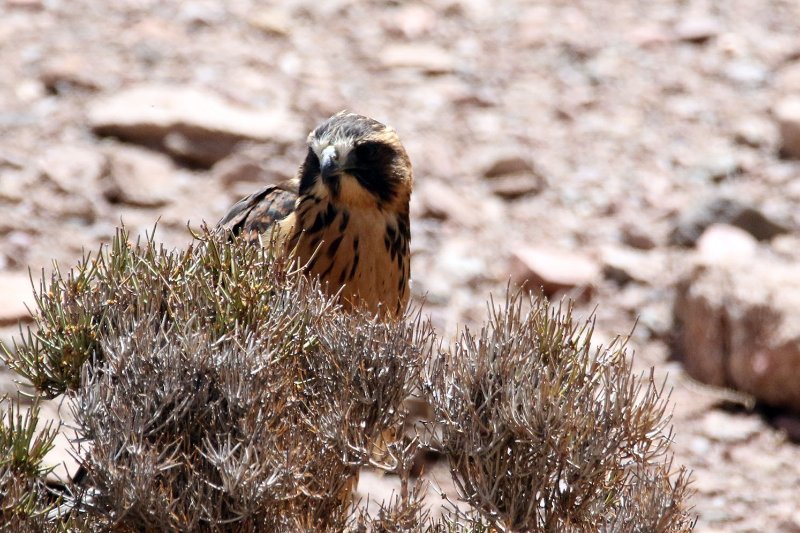 a1 824A4036 copie.jpg