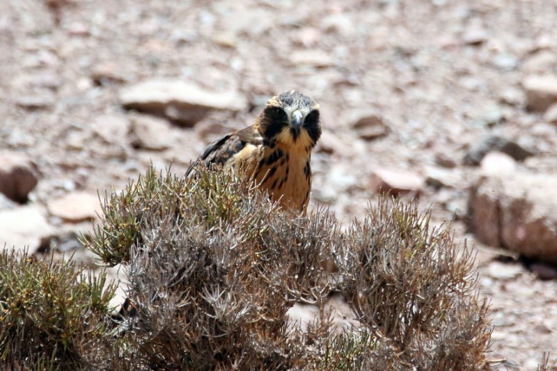 a1 824A4045 copie.jpg