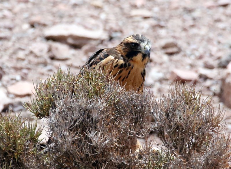 a1 824A4046 copie.jpg