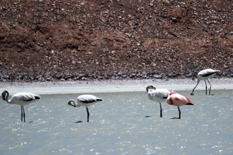 Flamant 824A4006 copie.jpg