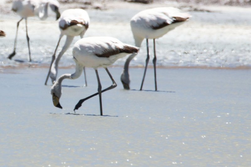 Flamant parose 824A4022 copie.jpg