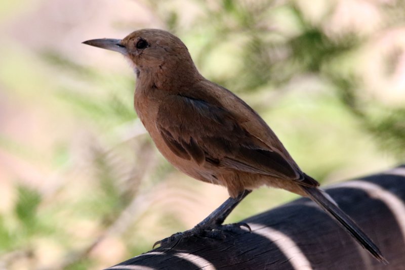 a0 824A4124 copie.jpg