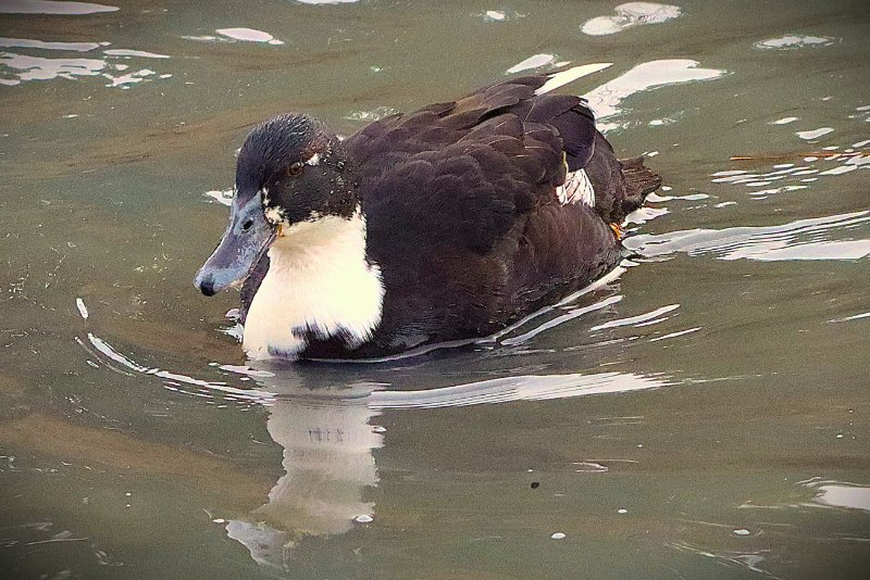 2026_01_13_IMG_5025 MN Marais de Tasdon La Rochelle 17.JPG