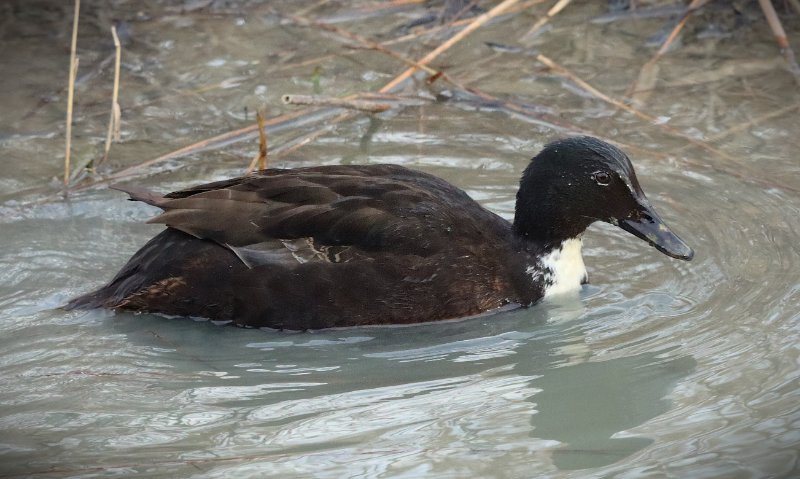 2026_01_13_IMG_5006 MN Marais de Tasdon La Rochelle 17.JPG