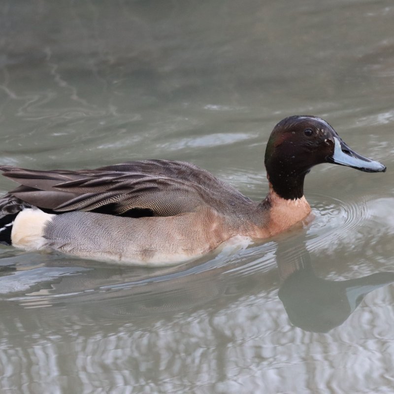 2026_01_13_IMG_5002 ID.JPG