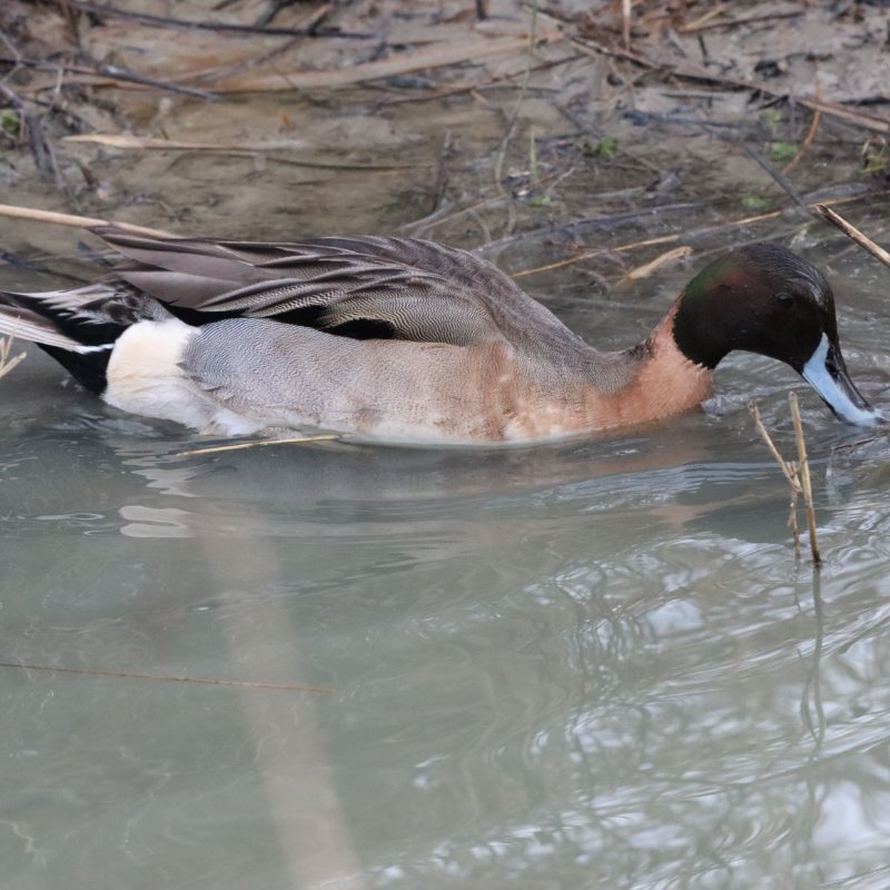 2026_01_13_IMG_5010 ID.JPG