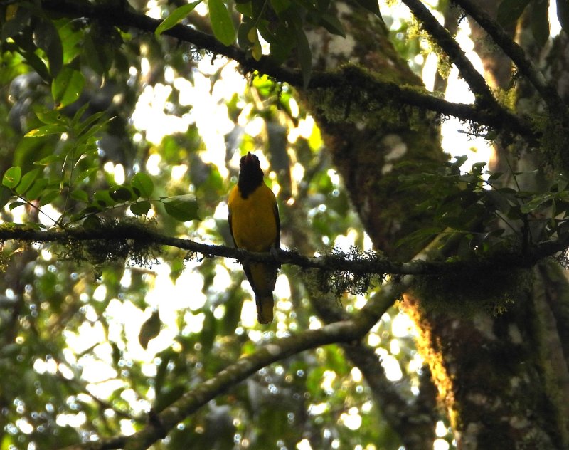 DSCN4153 - Copie.JPG