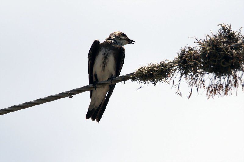 Hirondelle tapère 824A4775 copie.jpg