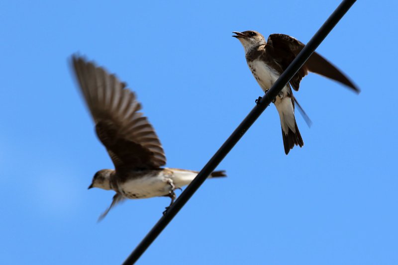 Hirondelle tapère 824A4768 copie.jpg