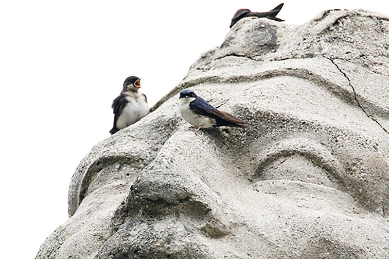 a2 824A4443 copie.jpg