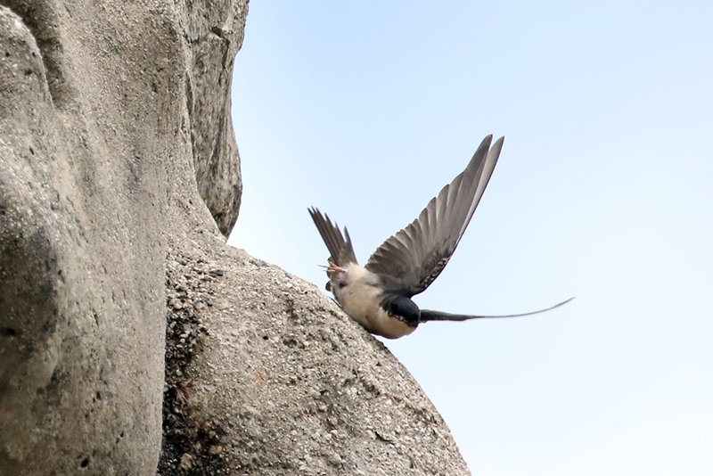 a2 824A4464 copie.jpg