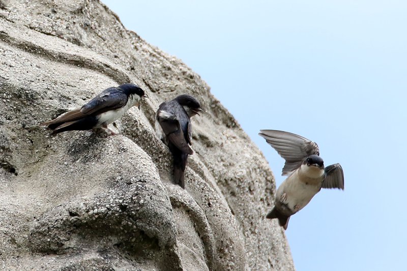 a2 824A4462 copie.jpg