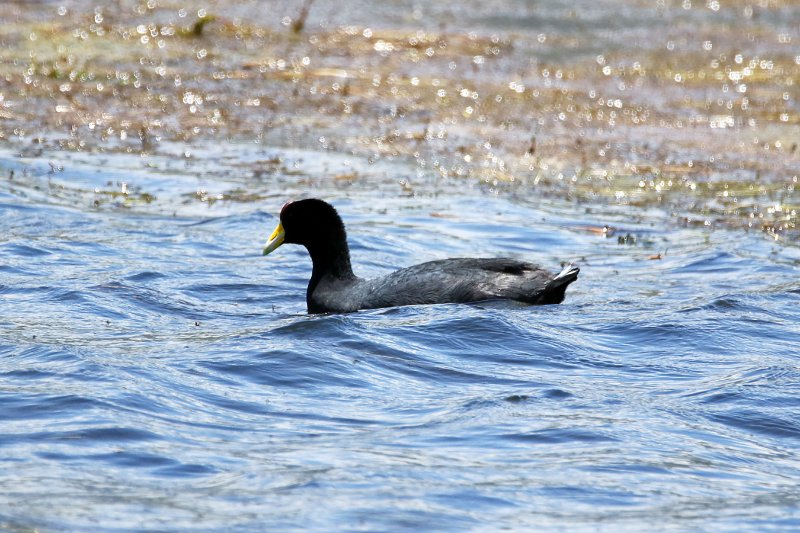 Foulque 824A4599 copie.jpg