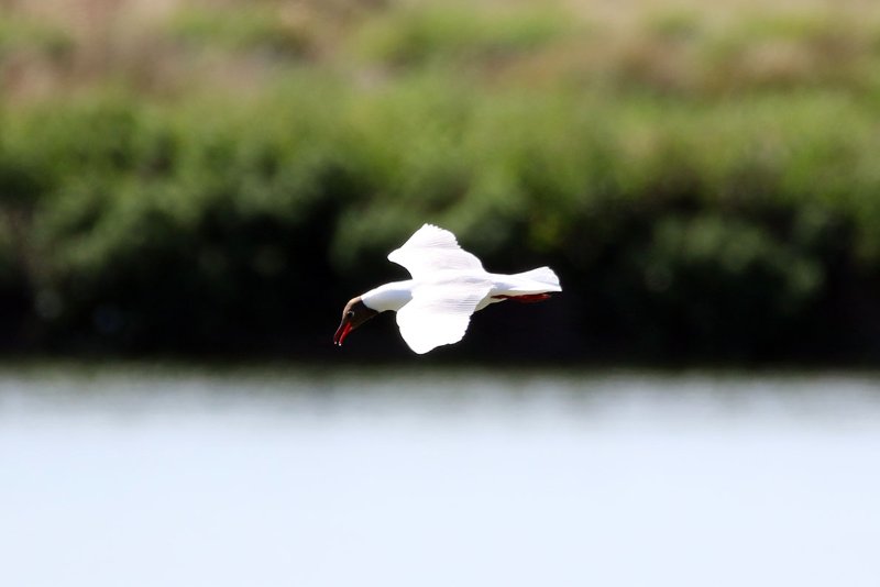 a8888 824A9855 copie.jpg