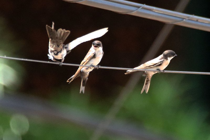 a1 824A4993 copie.jpg