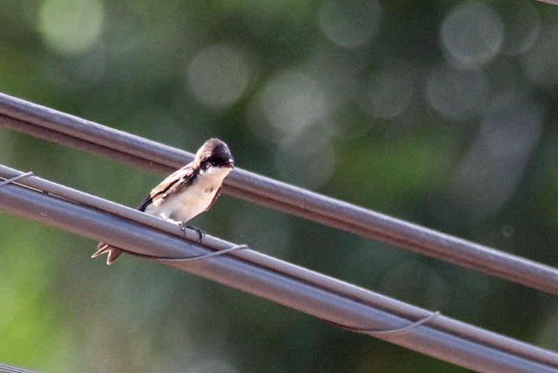 A1 824A4994 copie.jpg