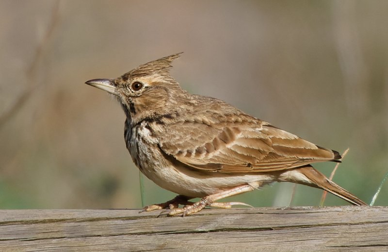 PortlaNouvelle_01112023_8P5A1941_DxO_1 - Copie.jpg