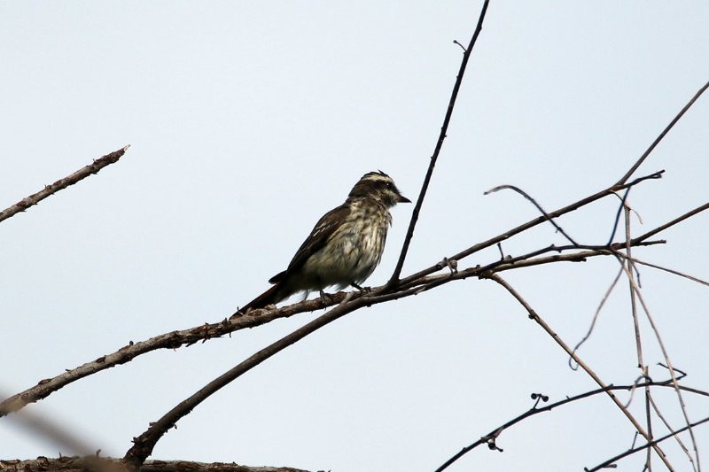 a6 824A6114 copie.jpg