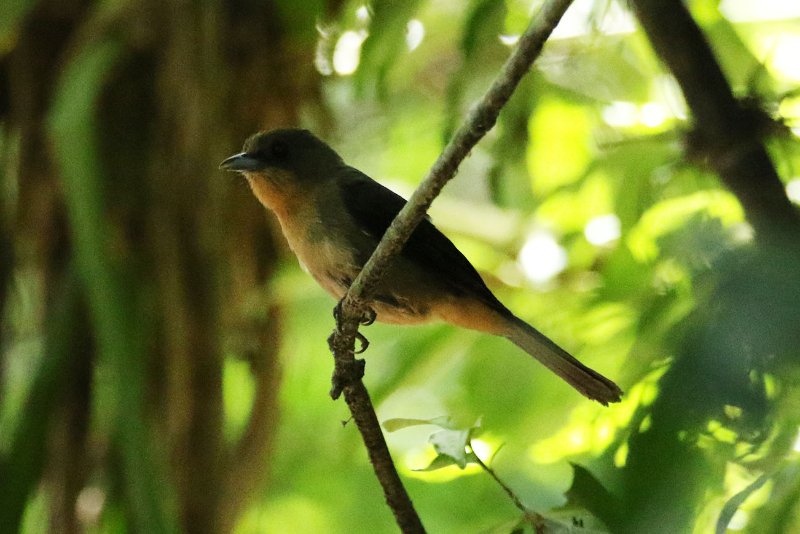 a2 824A5995 copie.jpg