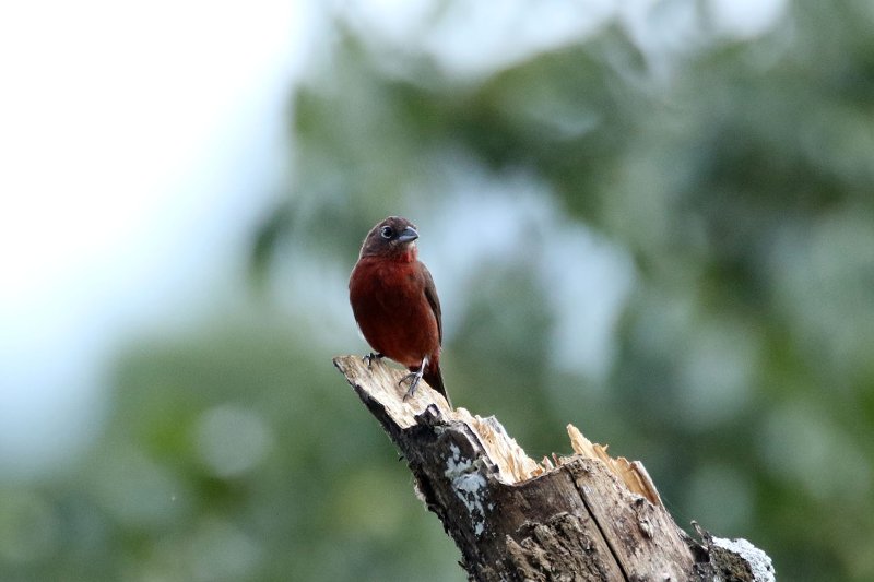 A2 824A6086 copie.jpg